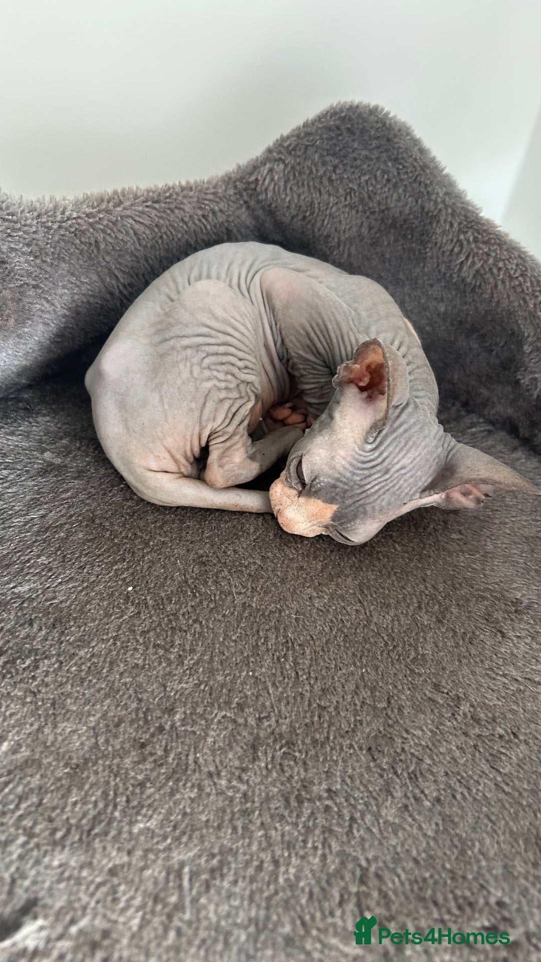 Sphynx cats for sale: Adorable Canadian sphinx - Image 13