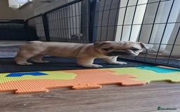 French Bulldog dogs for sale: French Bulldogs - Image 19