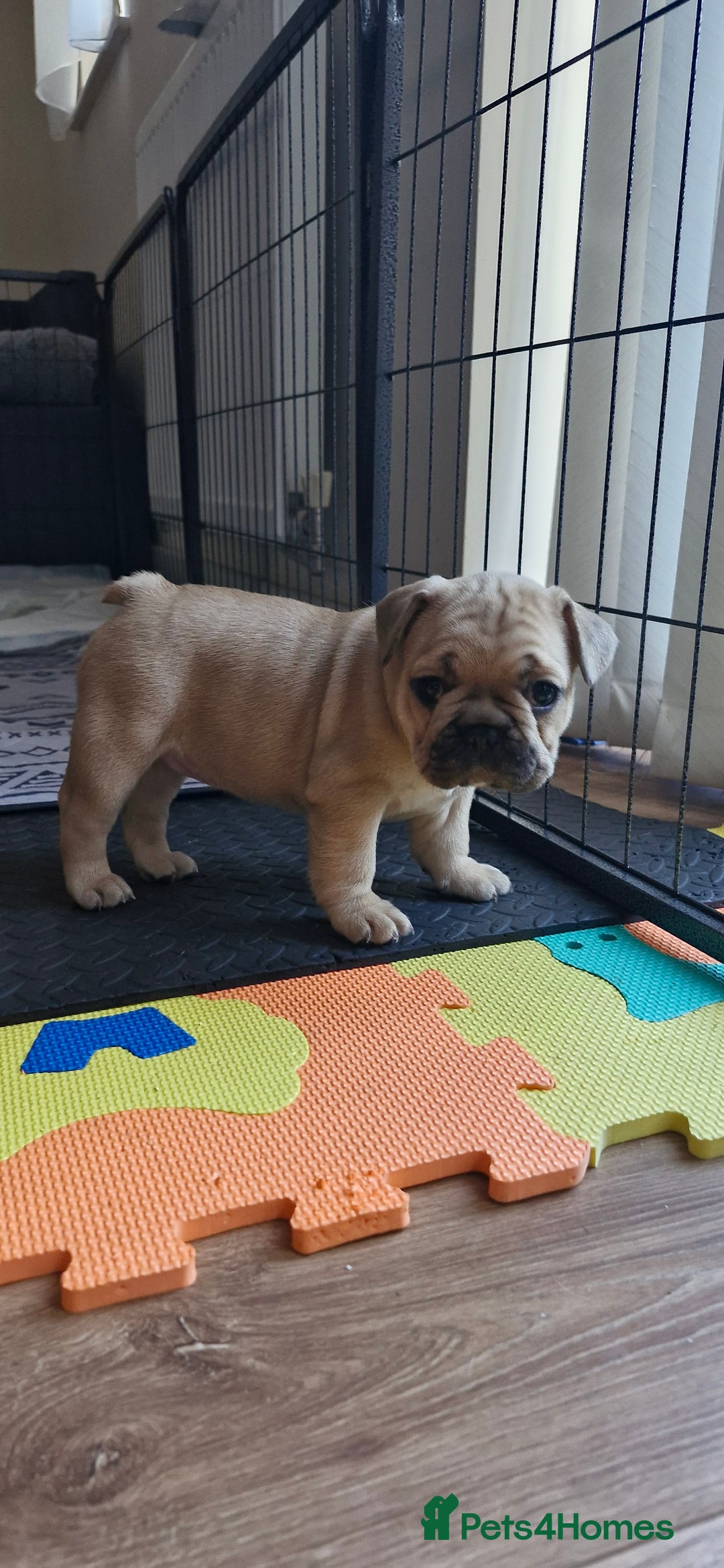 French Bulldog dogs for sale: French Bulldogs - Image 19