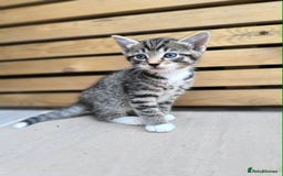Mixed Breed cats for sale: Kittens ready to now - Image 3