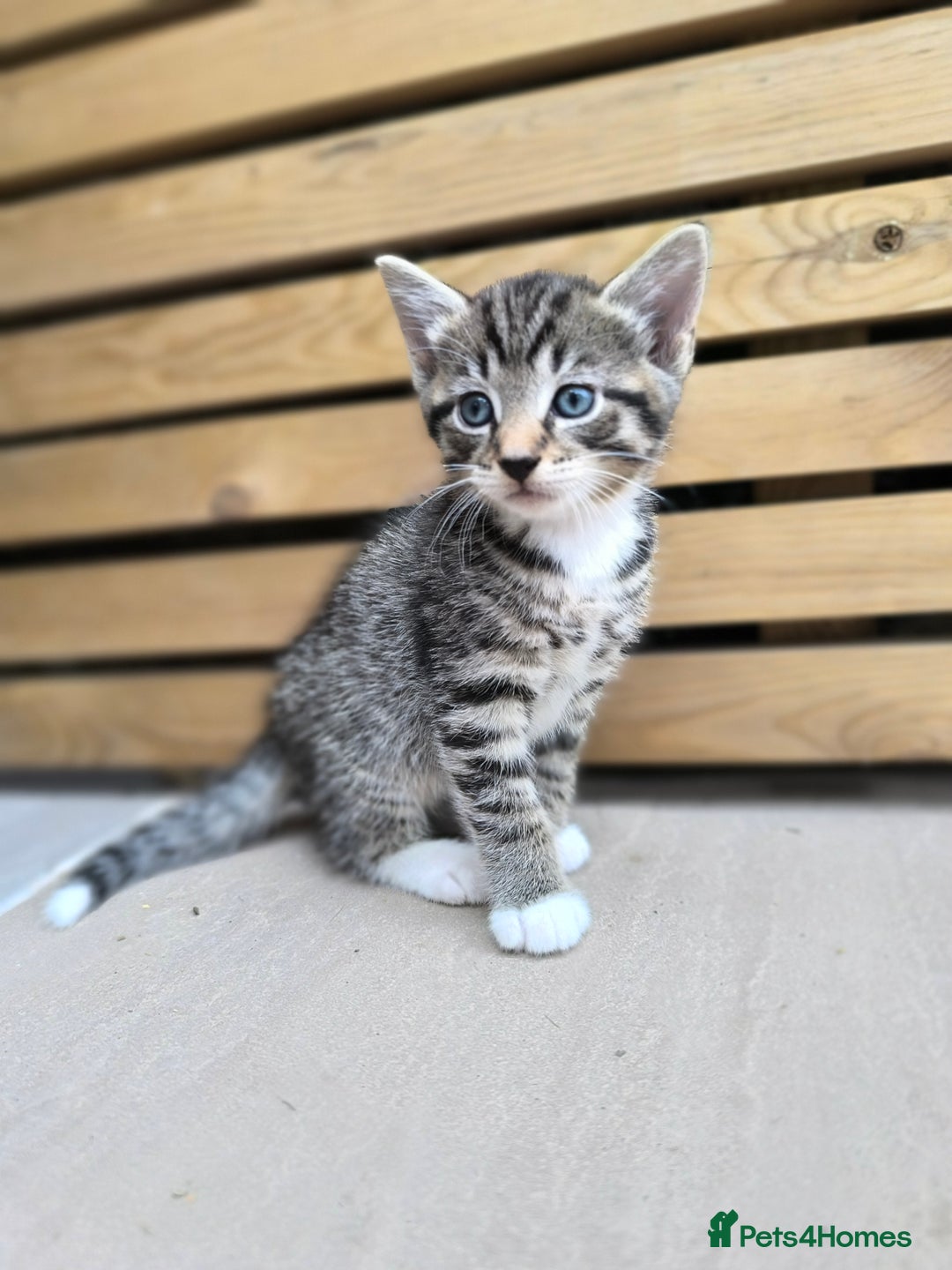 Mixed Breed cats for sale: Kittens ready to now - Image 3
