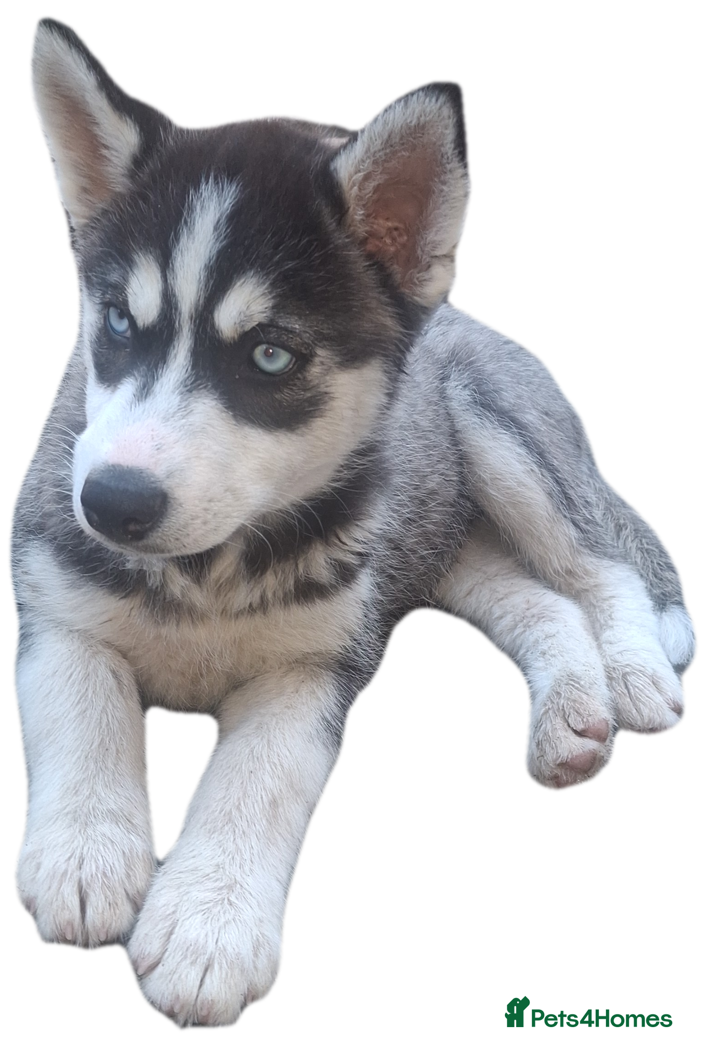 Pomsky dogs 💛 S T U N N I N G  POMSKY PUPPIES READY NOW ❤️ - Advert 12
