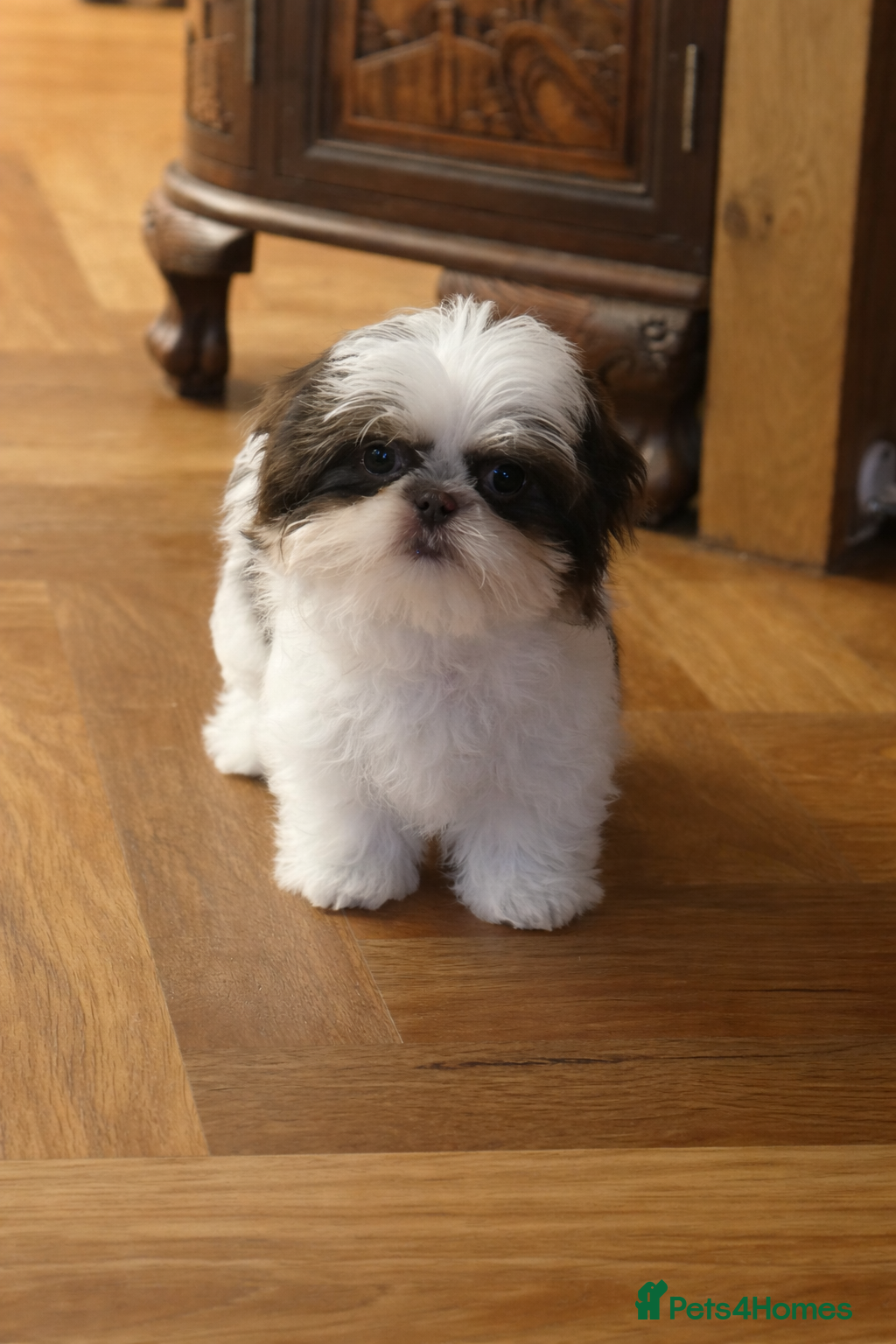 Shih Tzu dogs Reduced - Imperial Shih Tzu Girl Still Available - Advert 5