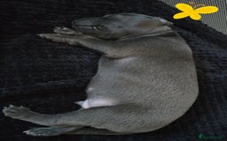 Italian Greyhound dogs for sale: KC regist. Beautiful Italian Greyhound  - Image 9