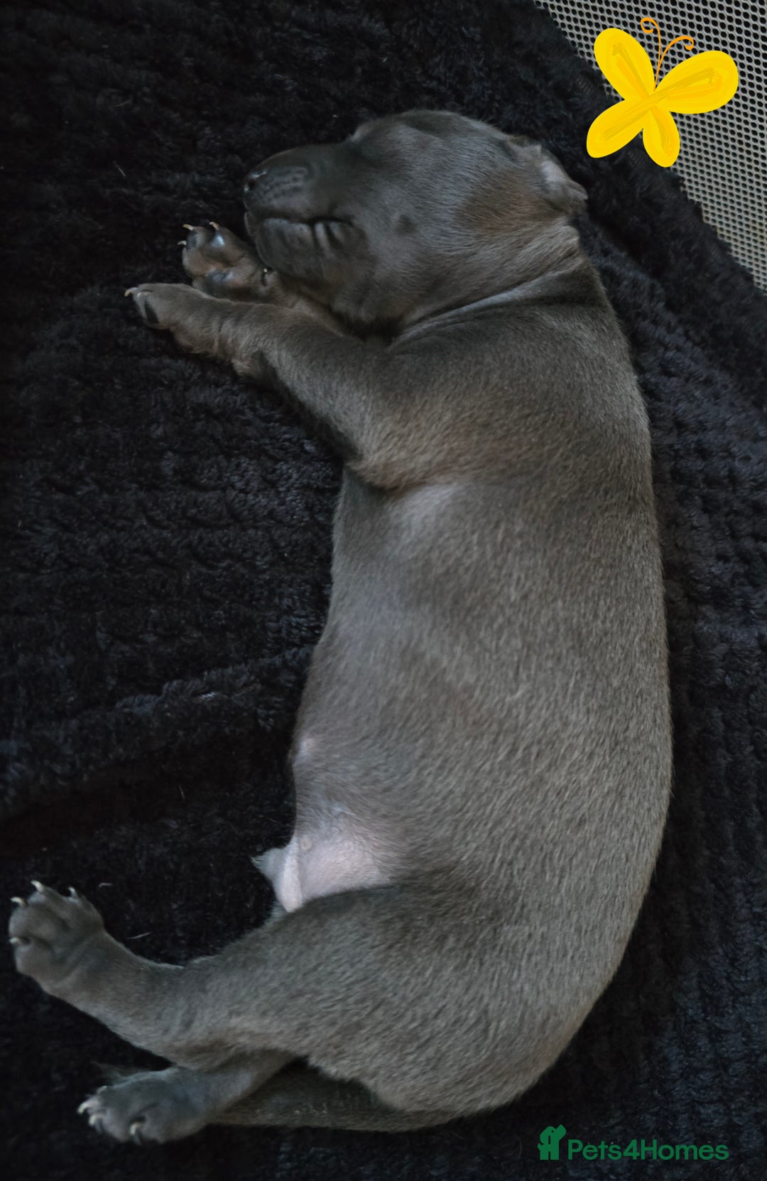 Italian Greyhound dogs for sale: KC regist. Beautiful Italian Greyhound  - Image 9
