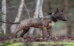 English Bull Terrier dogs for sale: Fit English Bull Terrier Female  - Image 4