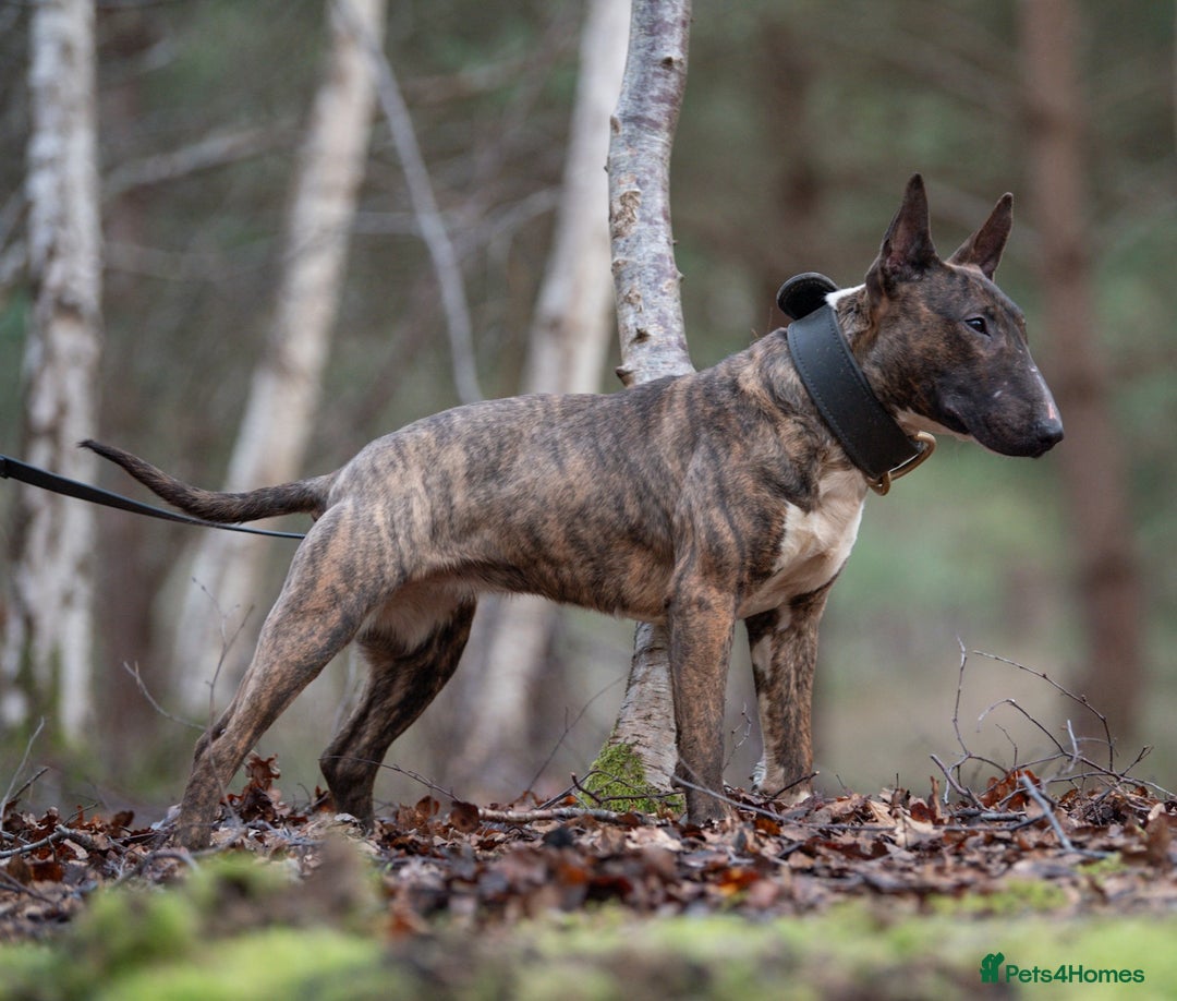 English Bull Terrier dogs for sale: Fit English Bull Terrier Female  - Image 4