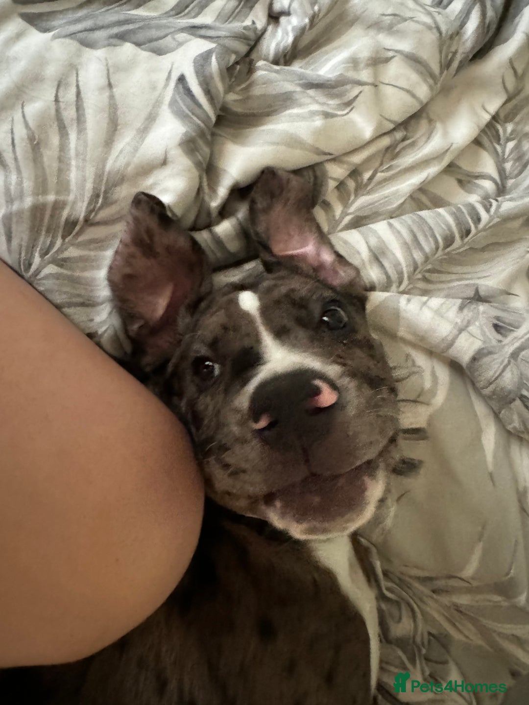 Mixed Breed dogs for sale: Rocco - Advert 15