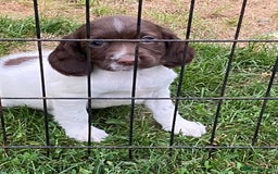 English Springer Spaniel dogs for sale: English springer spaniel  - Image 3