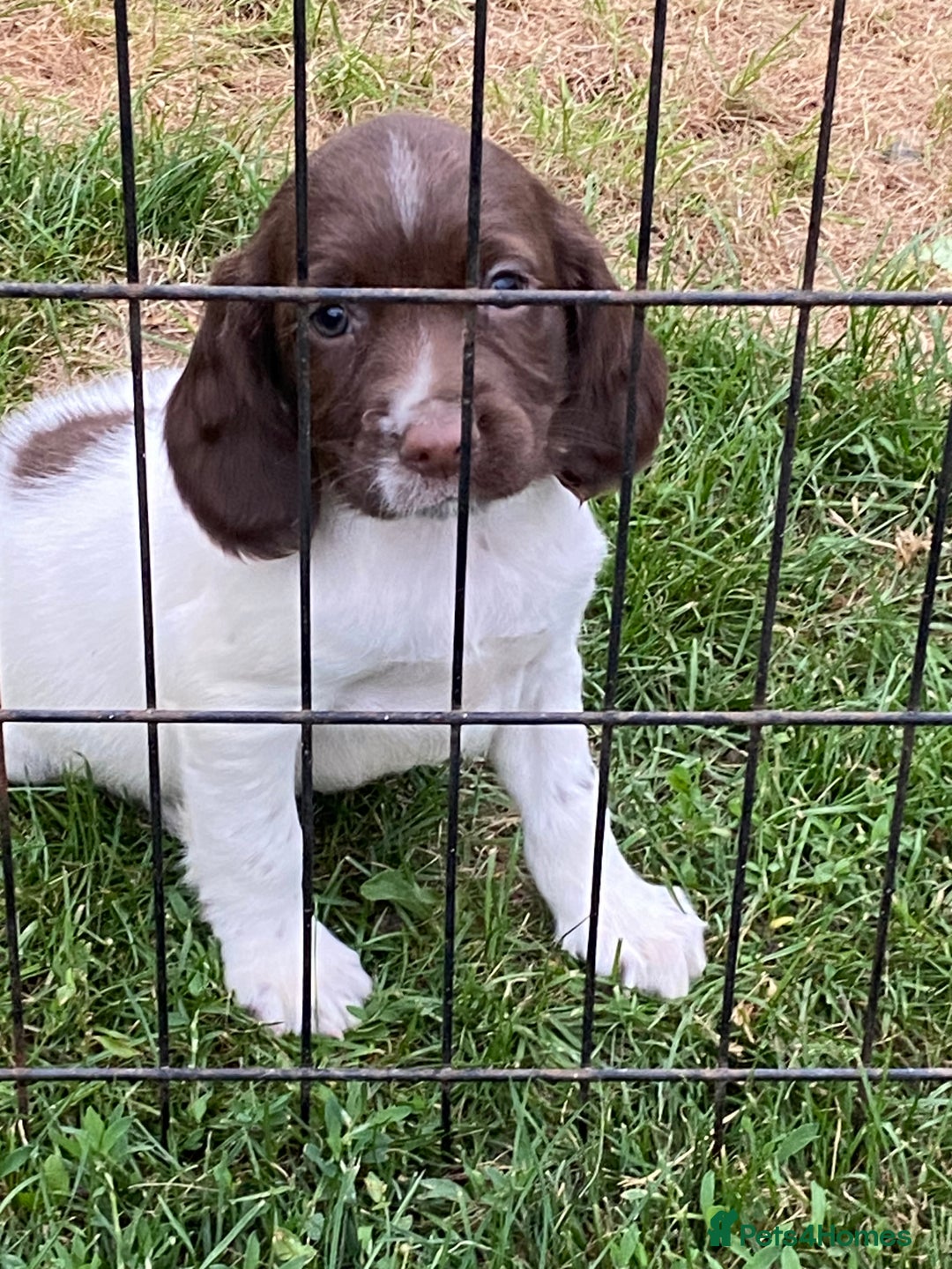 English Springer Spaniel dogs for sale: English springer spaniel  - Image 3