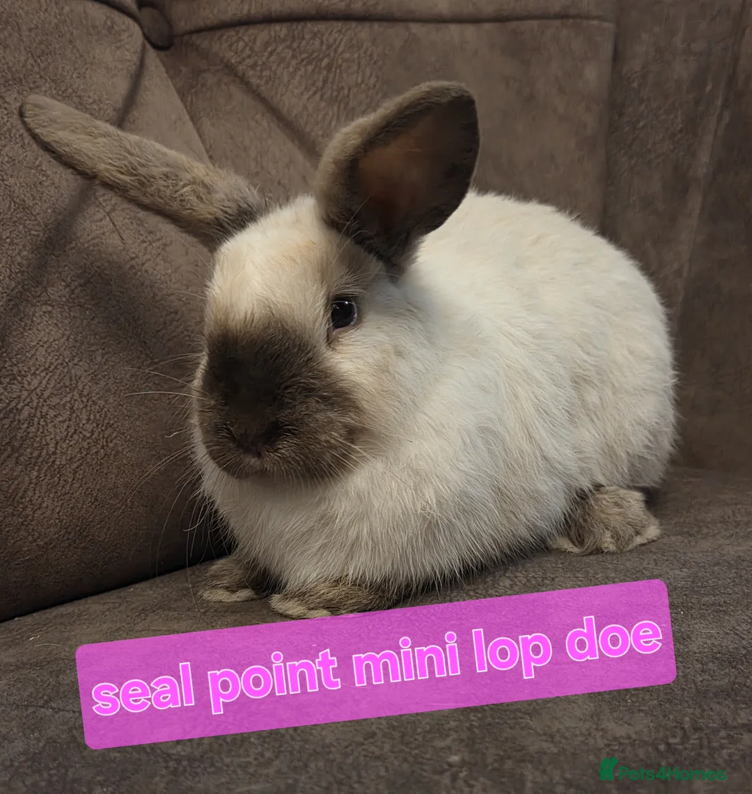 Mini Lop rabbits for sale: Mini lop 10 week ☆5 left 4 does 1 buck - Advert 2