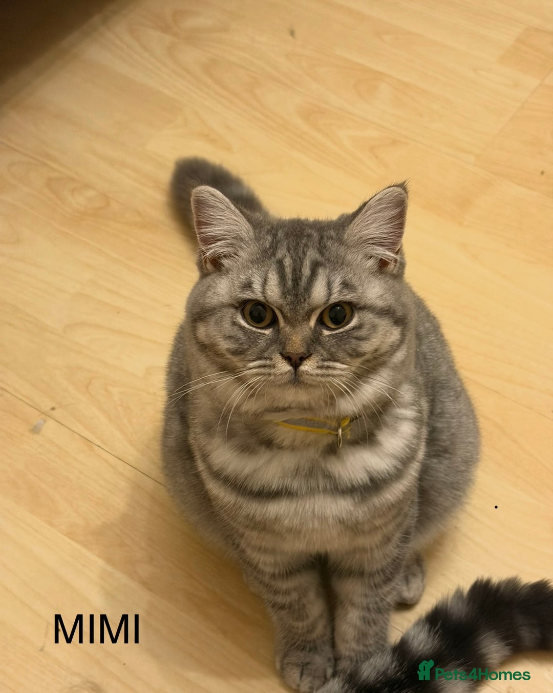 British Shorthair cats for sale: 3 Kittens•Full Pedigree•Champions bloodline•GCCF - Advert 31