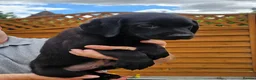Labrador Retriever dogs for sale: Amazing Labrador Puppies for sale - Advert 20