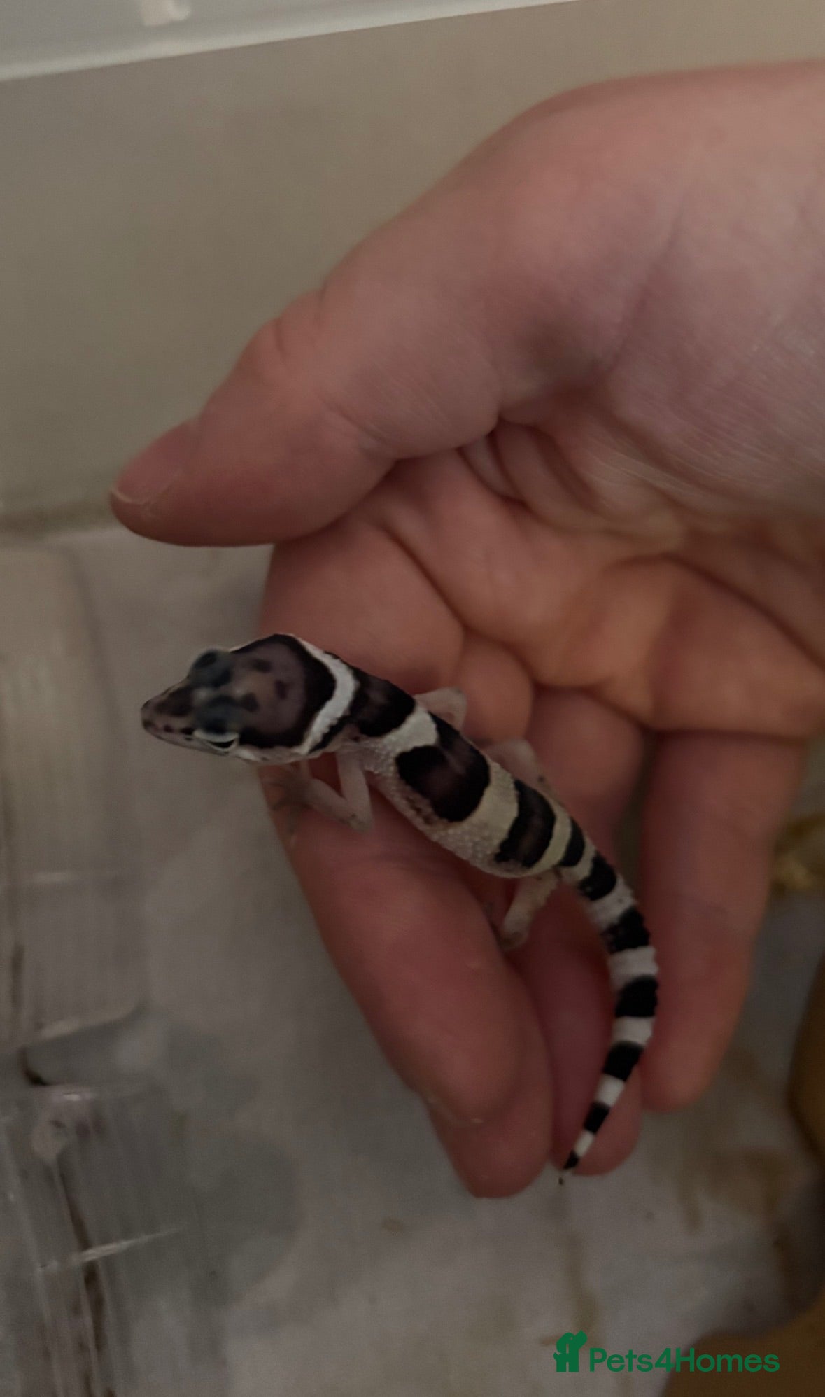 Leopard Gecko reptiles Baby Leopard Geckos - Advert 17