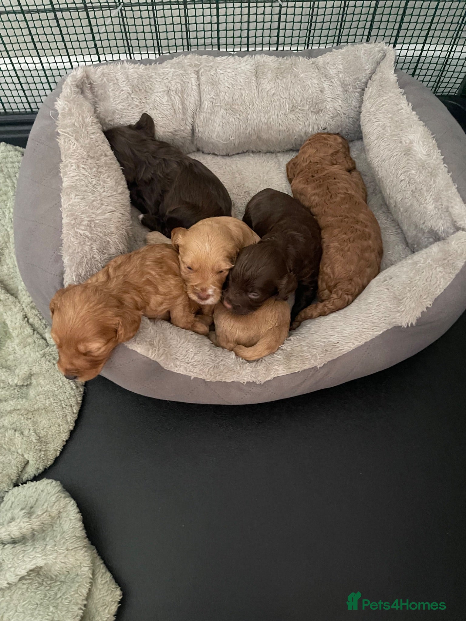 Cockapoo dogs DNA tested miniature cockapoo puppies  - Advert 14