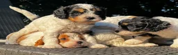 Cavapoo dogs for sale: Cavapoo’s extensively health tested rare colours  - Advert 13
