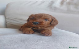 Cockapoo dogs for sale: Gorgeous Red Cockapoo Girl Puppy For Sale  - Image 6