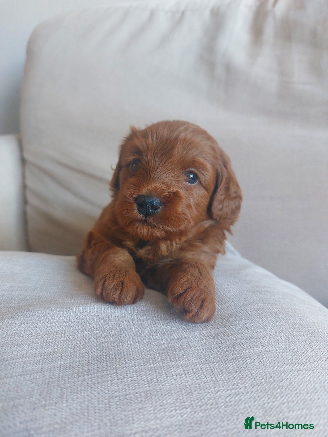 Cockapoo dogs for sale: Gorgeous Red Cockapoo Girl Puppy For Sale  - Image 6