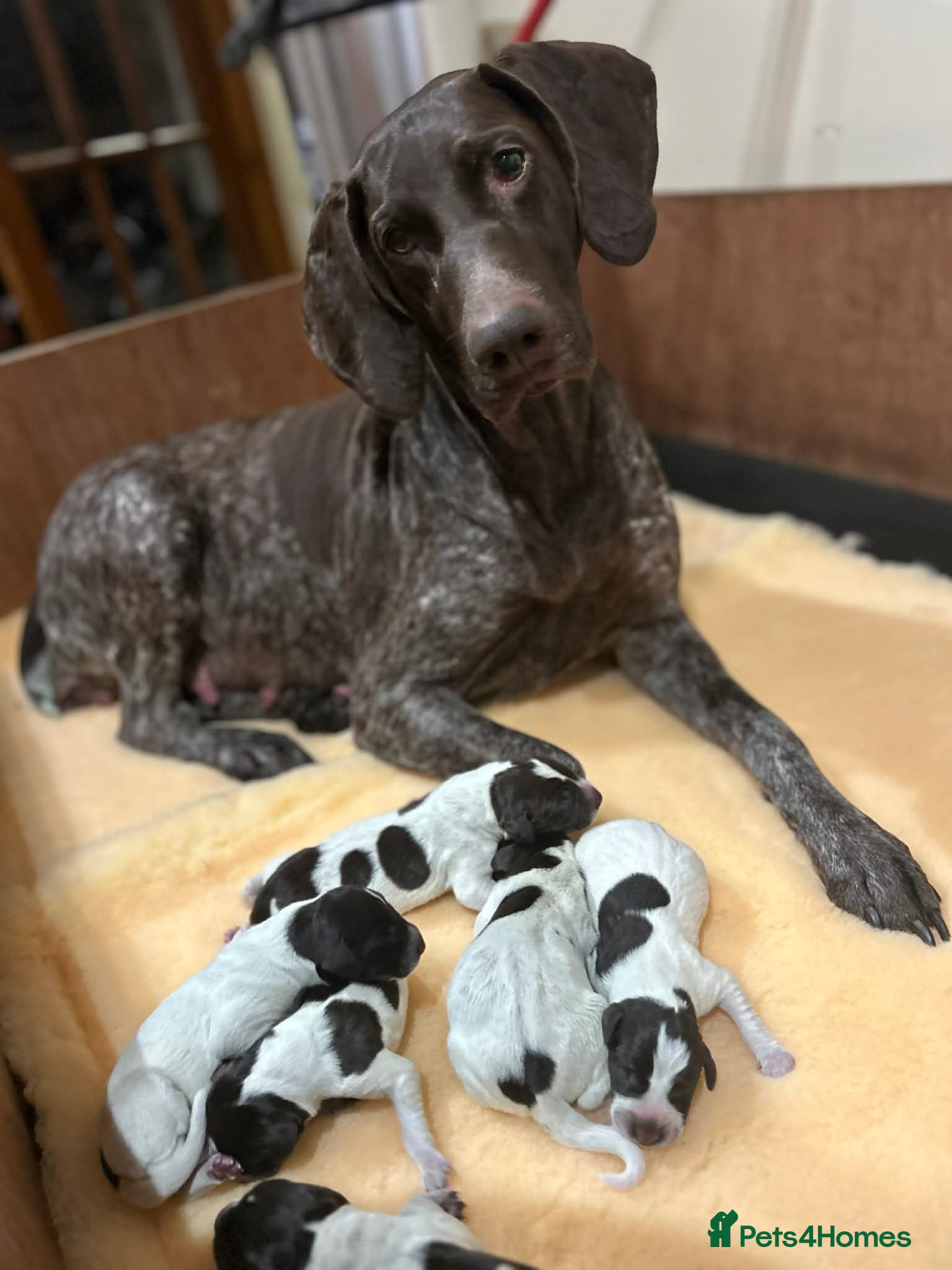 Mixed Breed dogs German pointers  - Advert 2