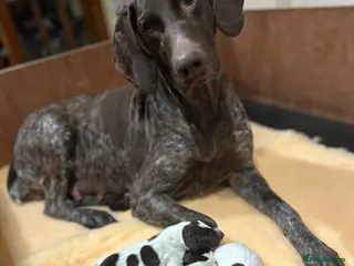 Mixed Breed dogs German pointers - Advert 2