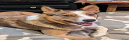 Mixed Breed dogs for sale: Duke 2 year old Welsh collie in Wigan - Advert 7