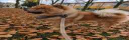 Chow Chow dogs for sale: Loving Chow Chow needs a home  - Advert 7