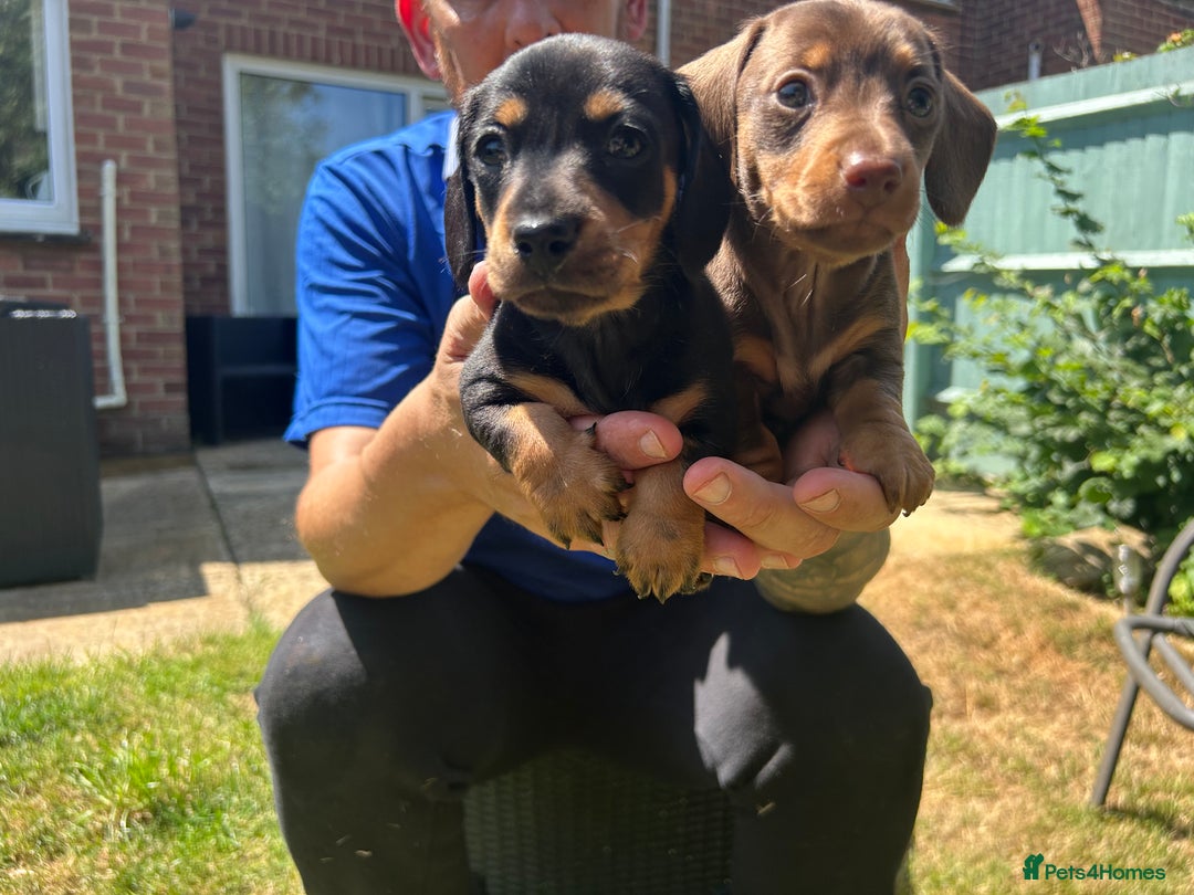 Miniature Dachshund dogs for sale: Miniature Dachshund Pups  in Banbury - Image 23