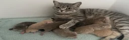 British Shorthair cats for sale: STUNNING LITTER OF RARE COLOUR KITTENS  - Advert 19