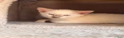 Siamese cats for sale: 🐾 Siamese kittens for sale 🐾 in Radstock - Advert 10