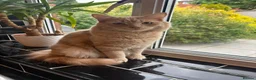 Mixed Breed cats for sale: Mixed Breed Kittens for sale - Advert 3