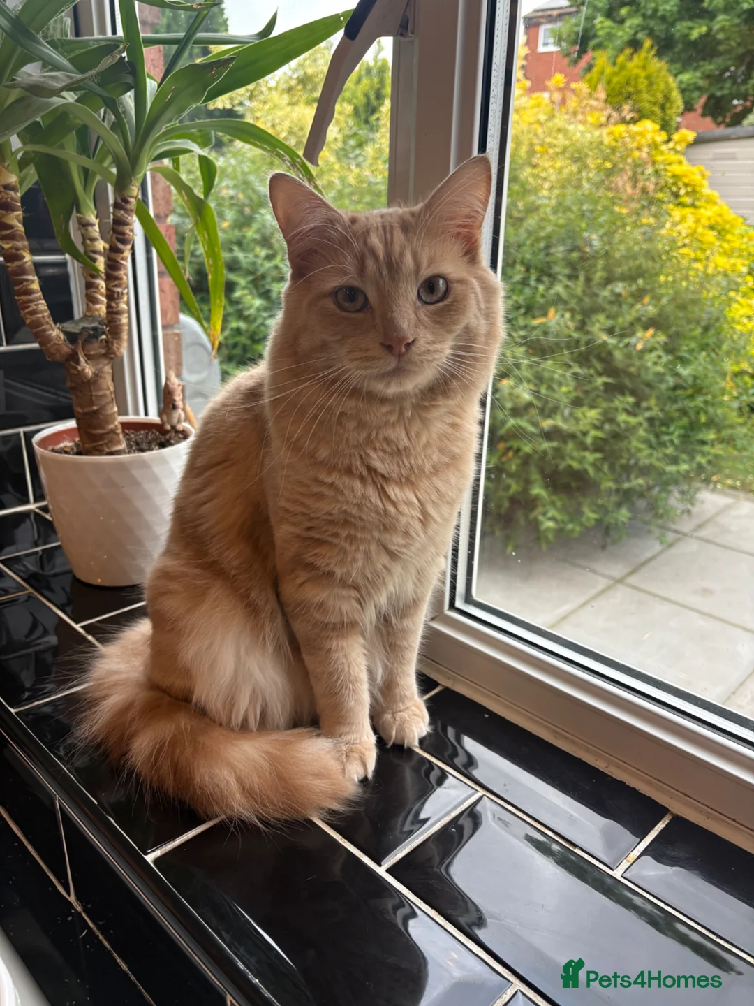 Mixed Breed cats for sale: Mixed Breed Kittens for sale - Advert 3