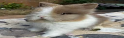 Lionhead rabbits for sale: PURE BRED LIONHEAD BABIES - Advert 8