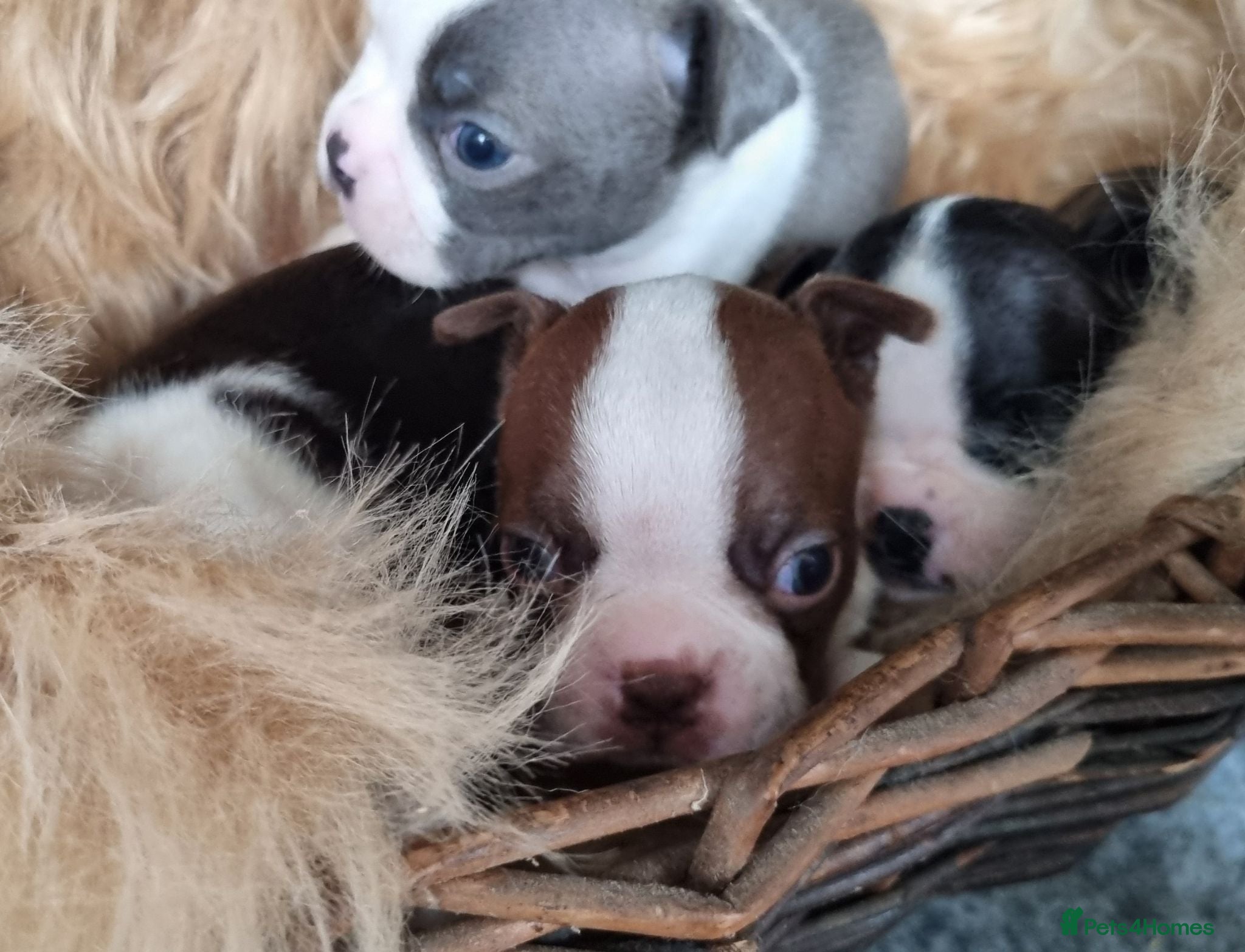 Boston Terrier dogs Kc Boston Terriers Exceptional puppies - Advert 2