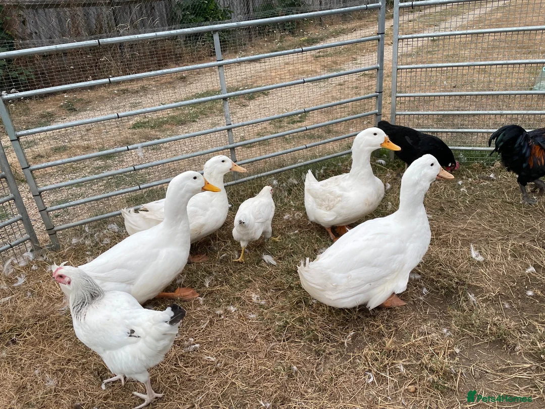 Ducks poultry for sale: x4 white ducks hatched just after Easter 2026  in Berkhamsted - Advert 3