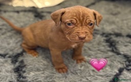 Cane Corso dogs for sale: Cane Corso puppies - Image 9