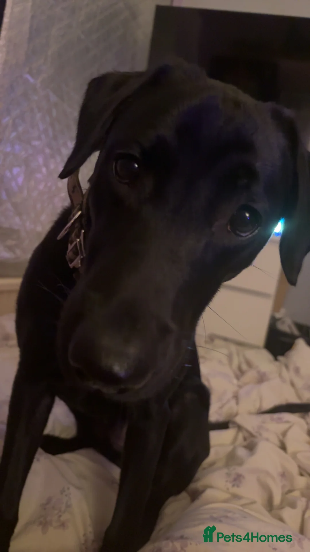 Labrador Retriever dogs for sale: 1 year old Labrador - Advert 2