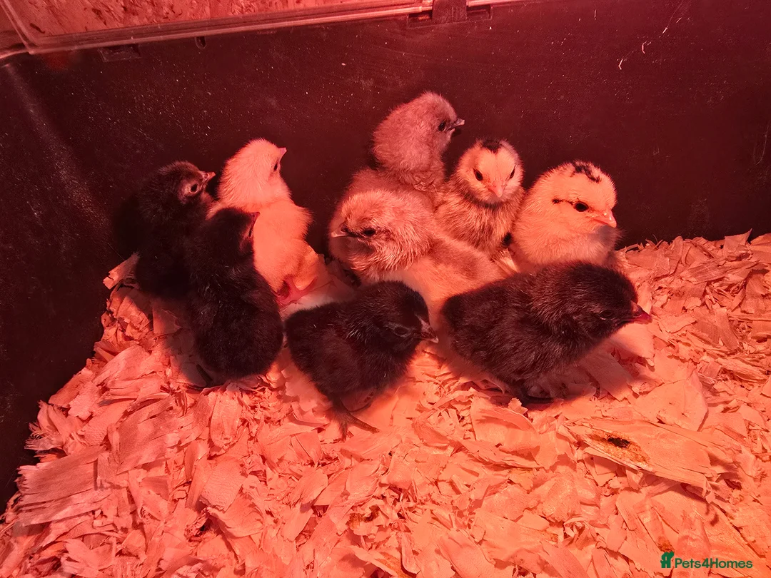 Chickens poultry for sale: 5 day old Pekin Bantam x Sebright chicks - Advert 2