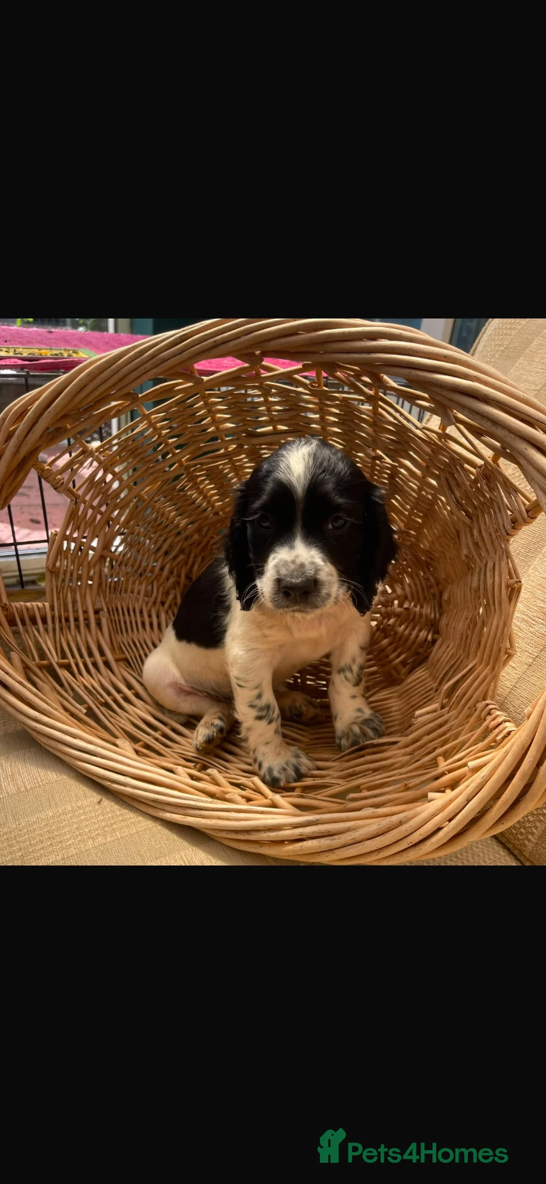 Sprocker dogs for sale: Working sprocker spaniels pups - Advert 7