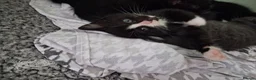 Domestic Shorthair cats for sale: Kittens  in Inverkeithing - Advert 3
