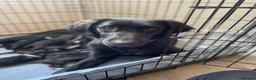 Mixed Breed dogs for sale: 17 week female - Advert 2