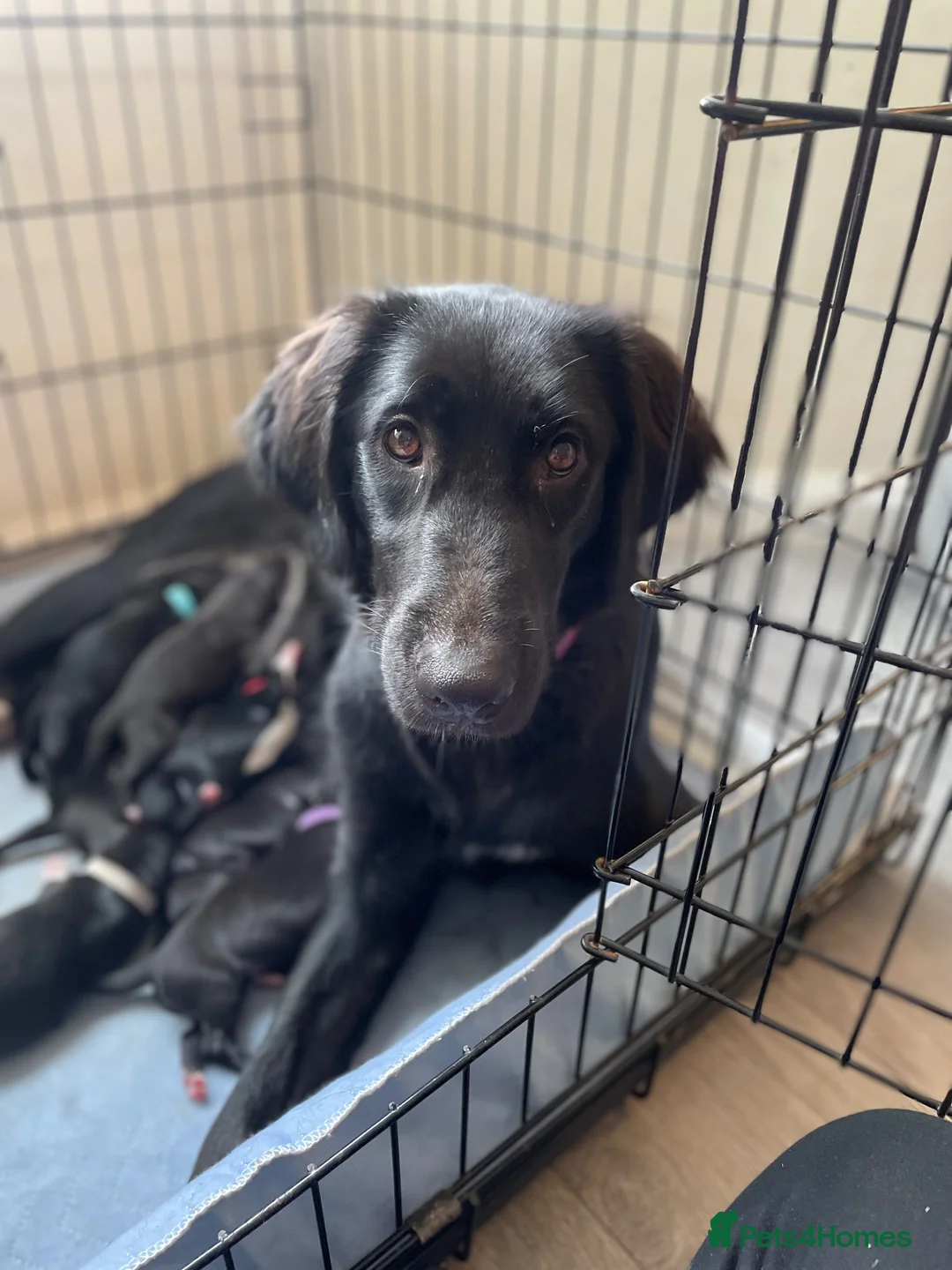 Mixed Breed dogs for sale: 17 week female - Advert 2