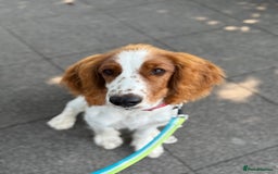 Welsh Springer Spaniel dogs for sale: Welsh springer spaniel - Image 1