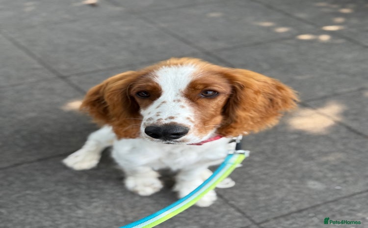 Welsh Springer Spaniel dogs - Advert 1
