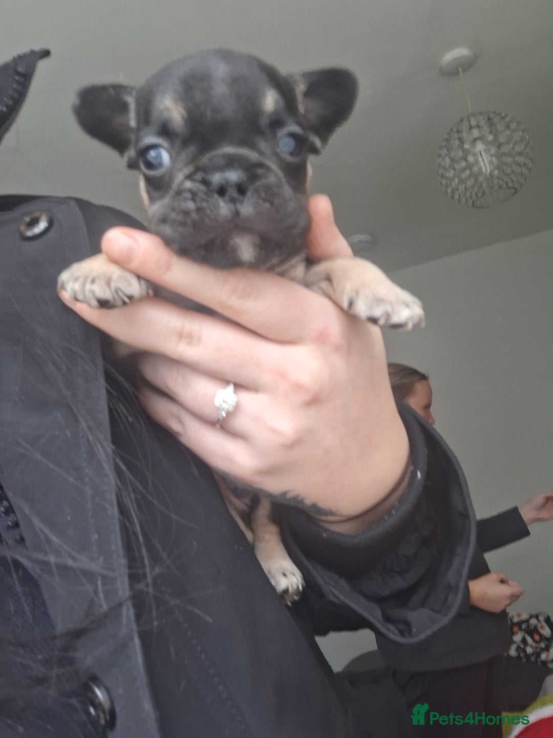 French Bulldog dogs for sale: French bulldog babies  - Advert 13