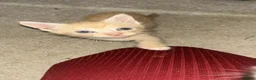 Mixed Breed cats for sale: READY NOW STUNNING KITTENS - Advert 7