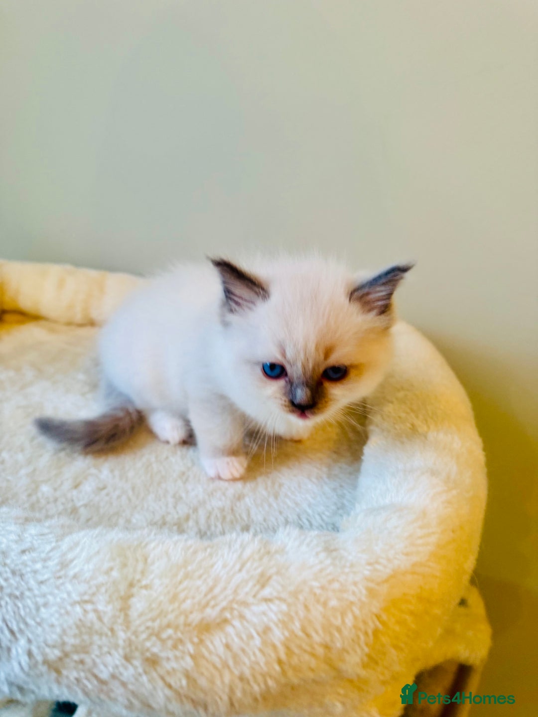 Ragdoll cats for sale: Pure bred blue & lilac point Ragdoll kittens  - Advert 17