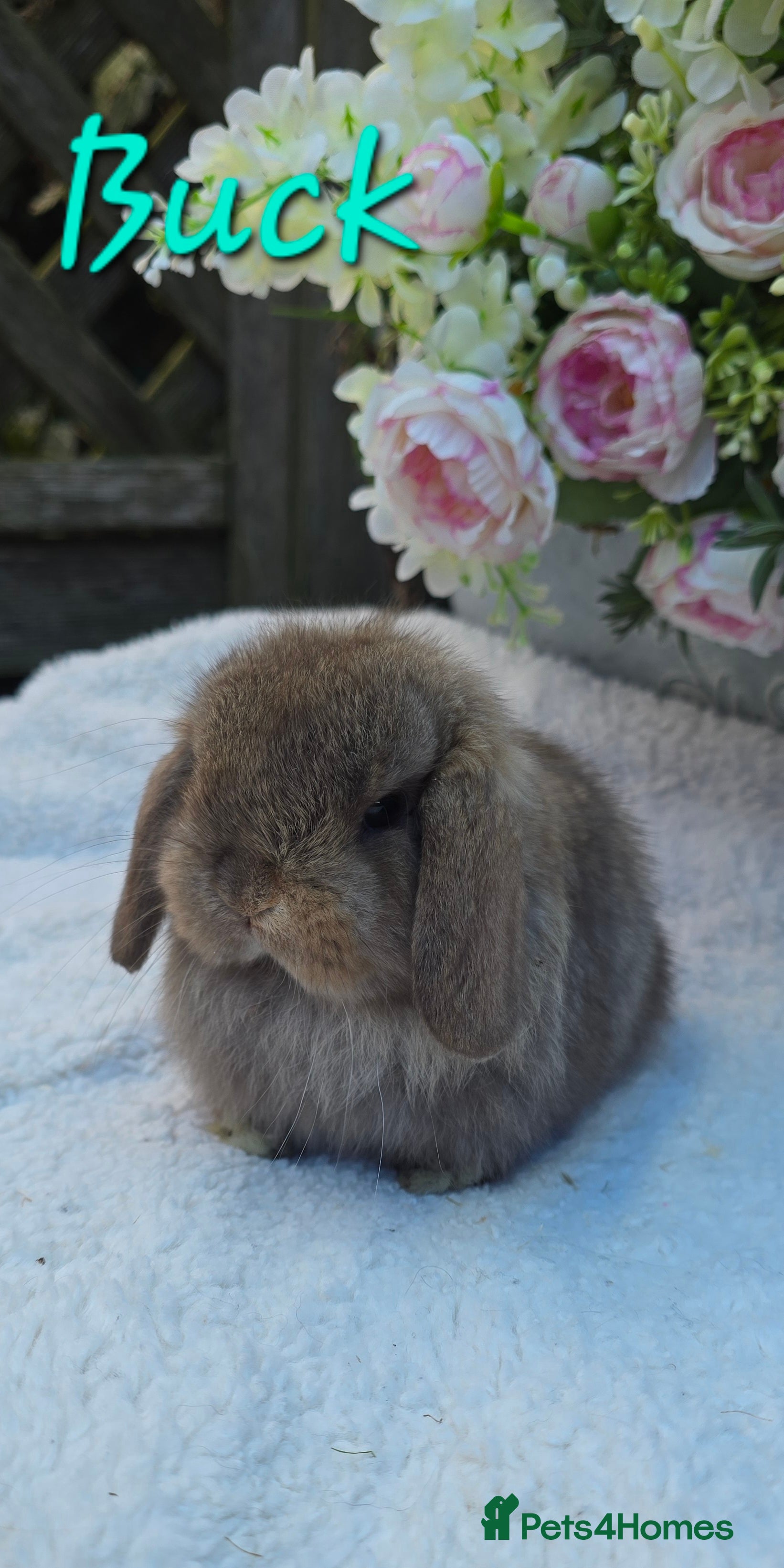 Mini Lop rabbits Beautiful mini lops girls and boys - Advert 4