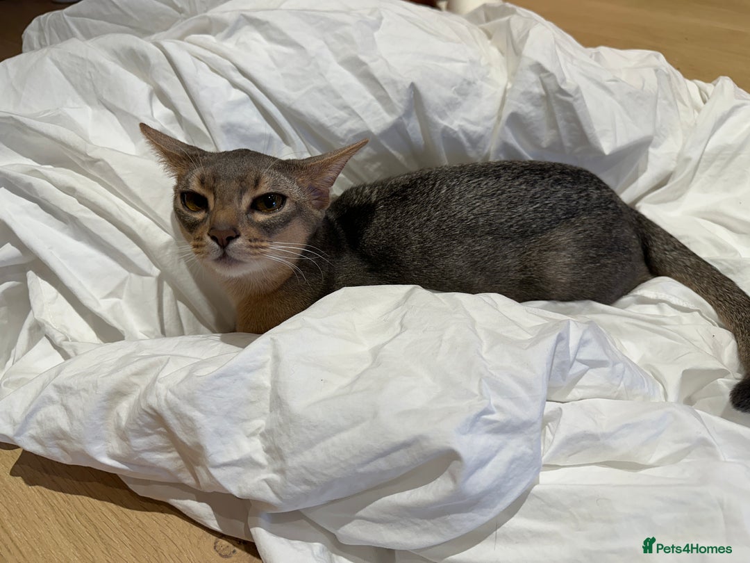 Abyssinian cats for sale: Male Abyssinian Cat Looking for a Loving New Home - Image 8