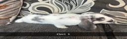 Mixed Breed rabbits for sale: Baby rabbits  - Advert 3