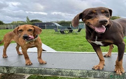 Mixed Breed dogs for adoption: ROWAN - You'll Fall in Love with this Boy! - Image 3